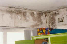 mouldy walls